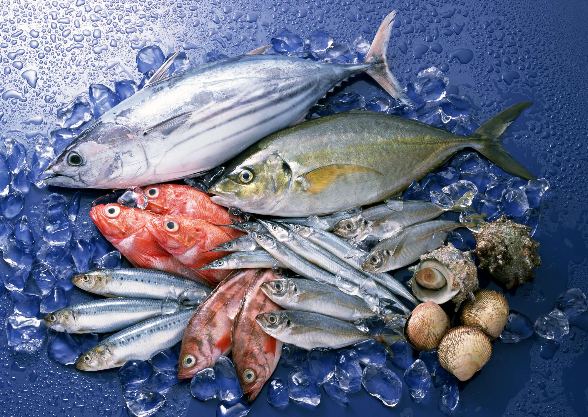 fresh-fish-sea-food.jpg